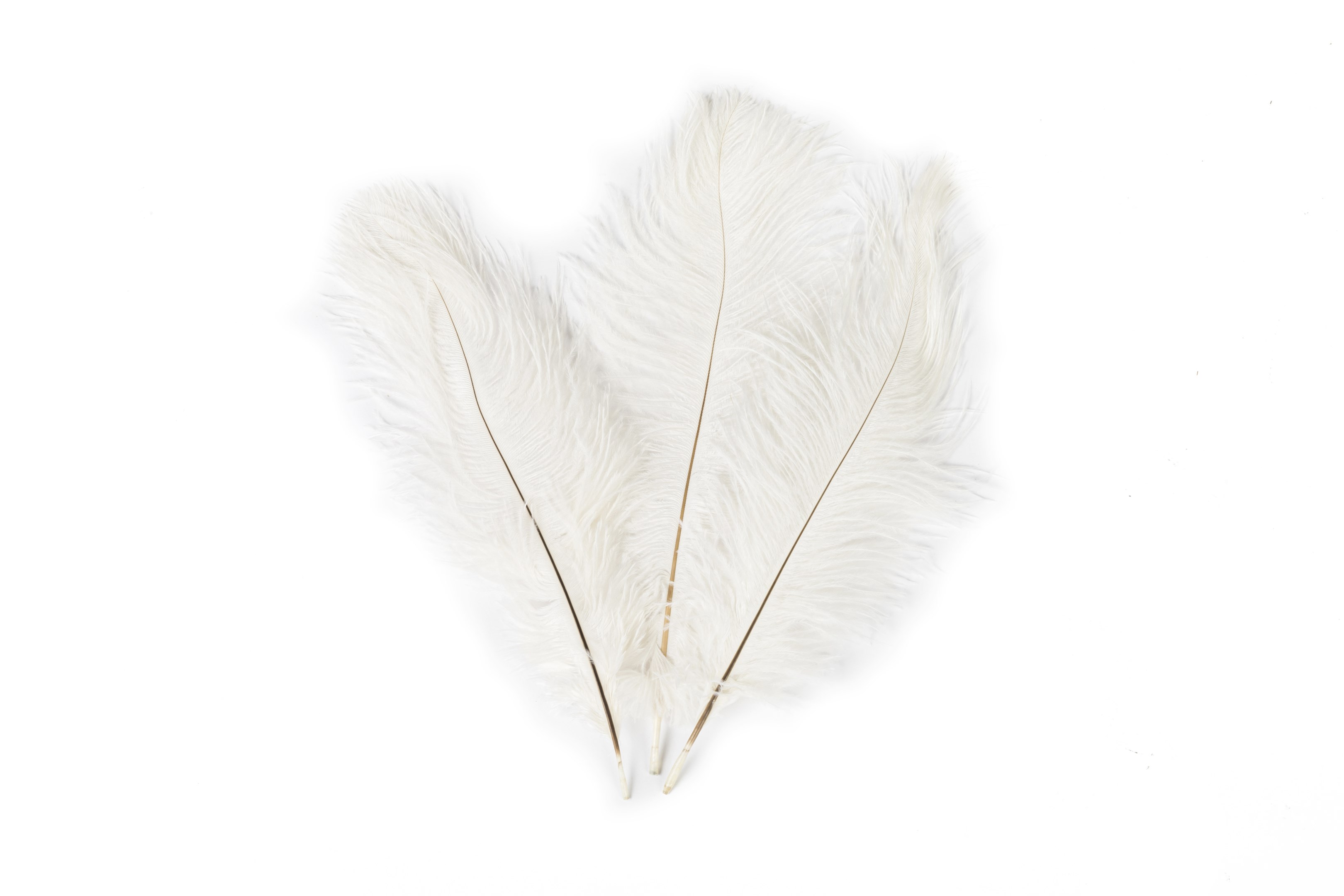 Off white shop ostrich feathers